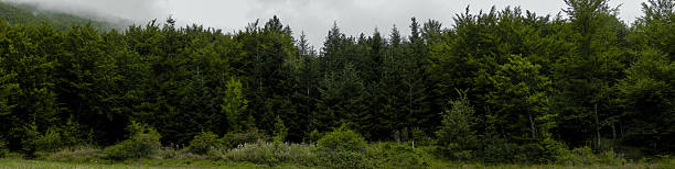 The Forest Border: firs and deciduous trees. A line of firs and deciduous green trees of a temperate forest. deciduous tree photos stock pictures, royalty-free photos & images