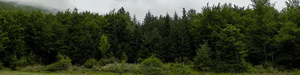 Photo of The Forest Border: firs and deciduous trees.