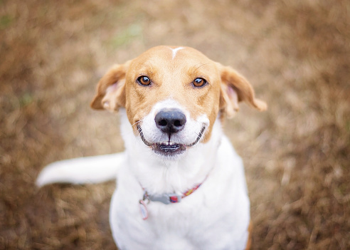 Beagle mix dog smiling for the camera.