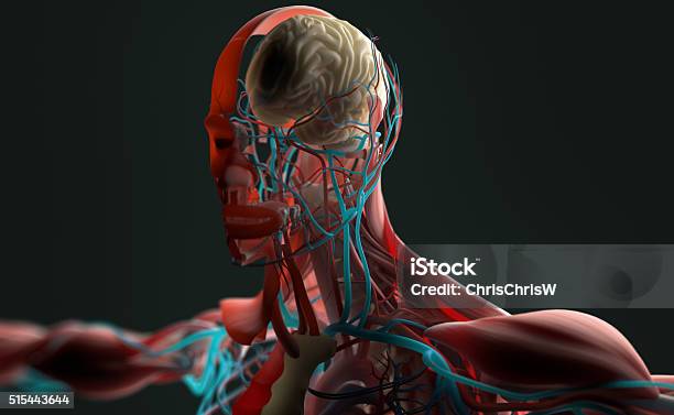 인체 해부학적 3d 숫나사 토르소 표시중 Layersback어두운 배경 조명이 있습니다 X-레이에 대한 스톡 사진 및 기타 ...