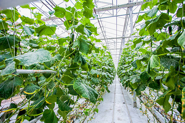 istock Cucumber green plantation 515444026
