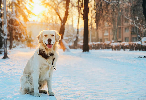 золотой ретривер, позирующих в зимнем парке - winter sunlight sun january стоковые фото и изображения