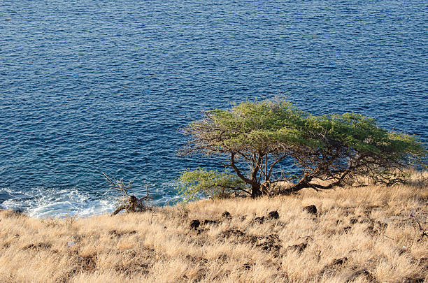 Tree Maui stock photo