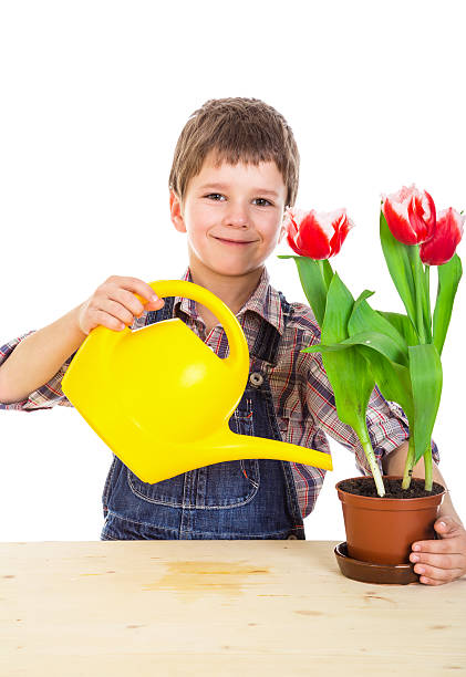 istock Boyl care red tulips in pot 515445802