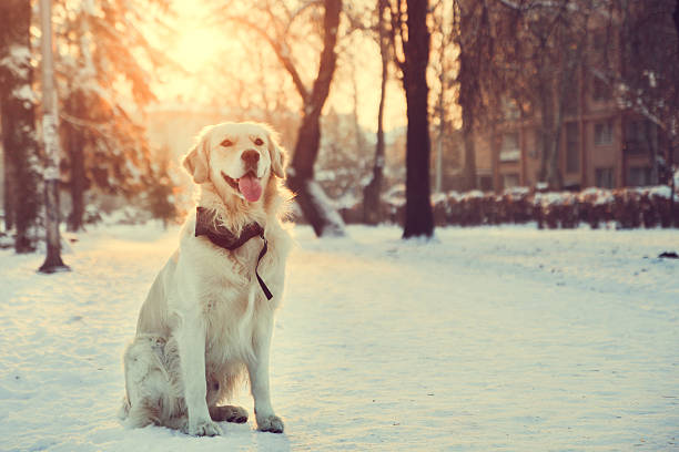 istock Golden retriever posing in winter park 515445986