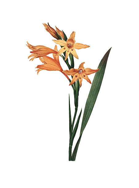 mieczyk/redoute flower ilustracje - gladiolus orange flower isolated stock illustrations