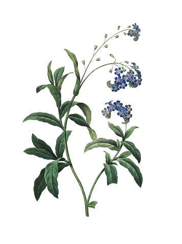 High resolution illustration of a Forget-me-not, isolated on white background. Engraving by Pierre-Joseph Redoute. Published in Choix Des Plus Belles Fleurs, Paris (1827).