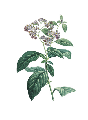 High resolution illustration of a garden heliotrope, isolated on white background. Engraving by Pierre-Joseph Redoute. Published in Choix Des Plus Belles Fleurs, Paris (1827).
