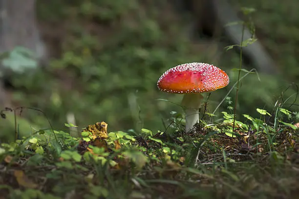 Photo of The Fly agaric, Amanita muscaria