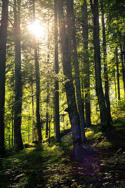 Drzewa-zielony forrest z promieni słonecznych i cieni – zdjęcie