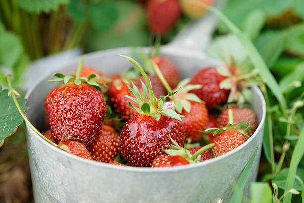 istock Strawberries in an old metal pot 515450107