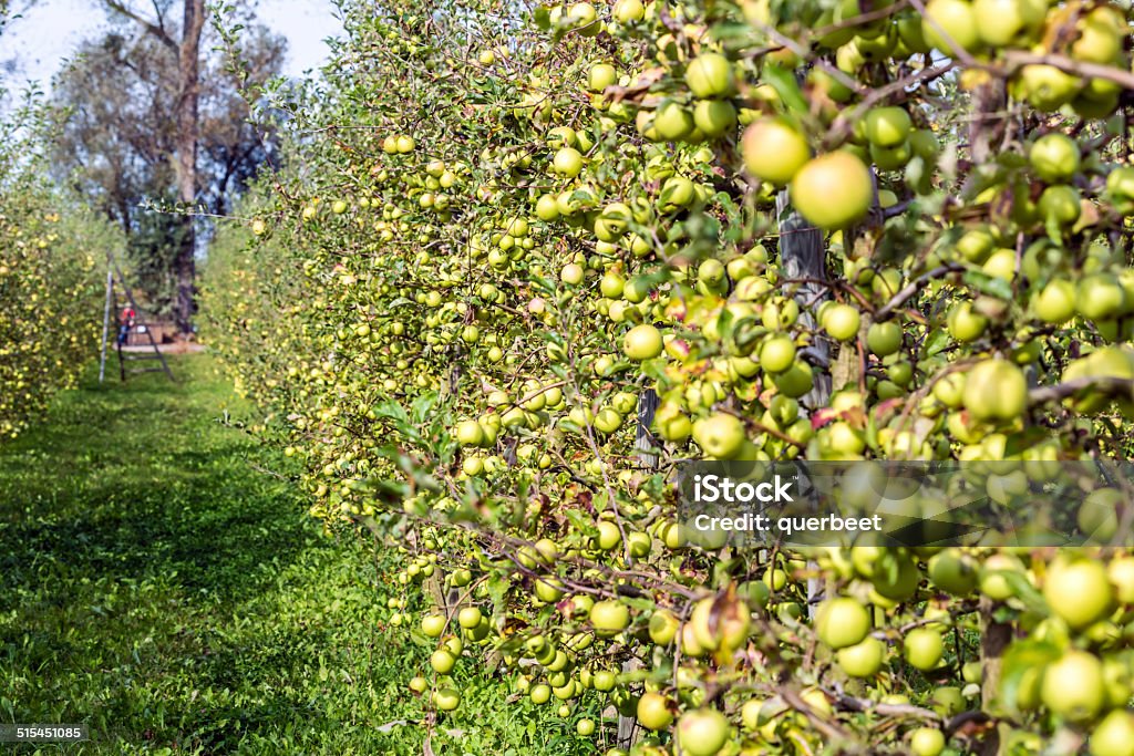 Grüne Äpfel Bäume in einer Reihe - Lizenzfrei Apfel Stock-Foto