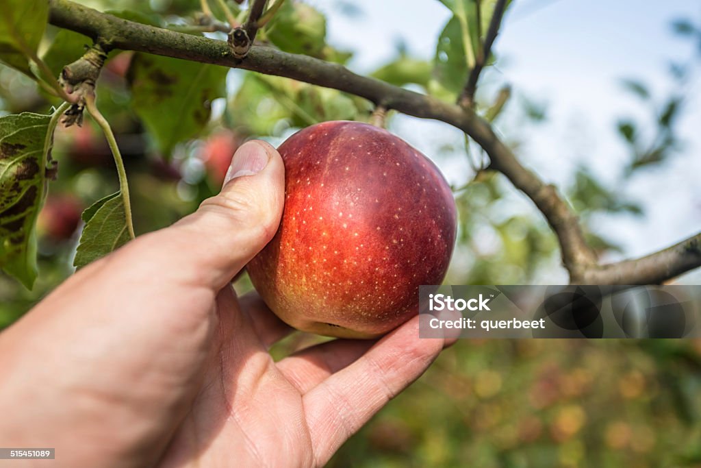 Pflücken apple - Lizenzfrei Apfel Stock-Foto