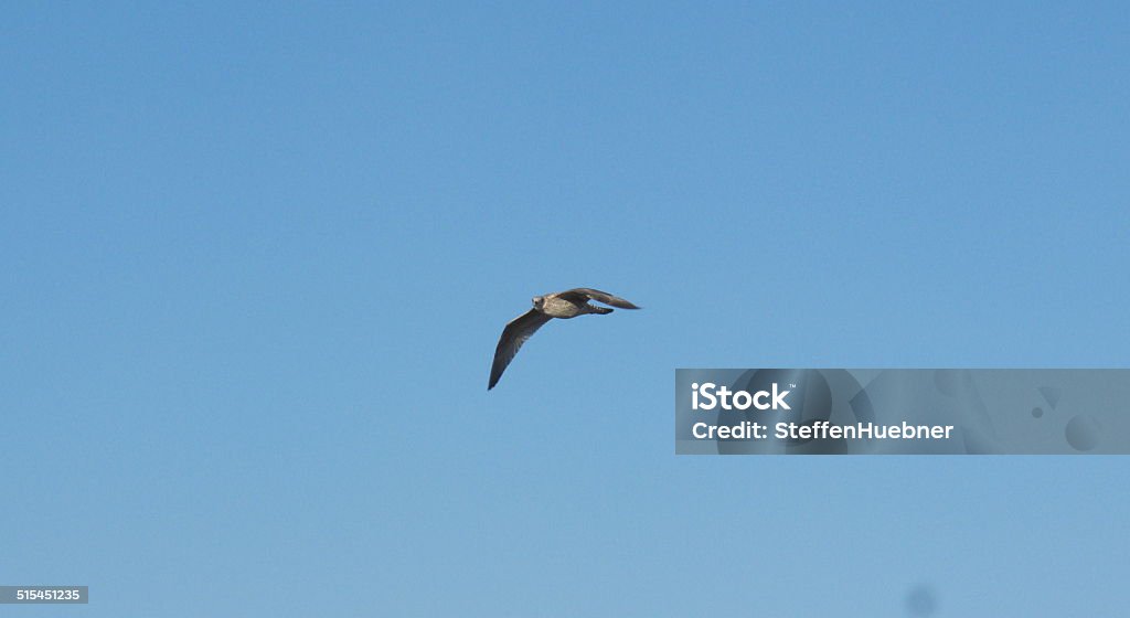 bird hunting flying seagull Animal Body Part Stock Photo