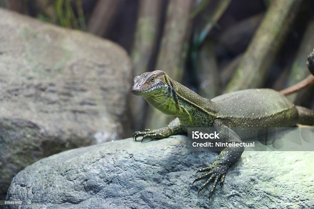 Reptile A portrait of a reptile. Animal Stock Photo