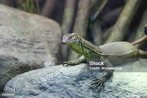 Reptile Stock Photo - Download Image Now - Animal, Animal Body, Animal Body Part