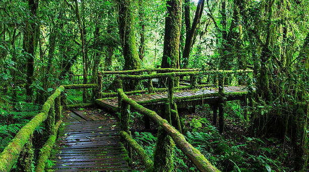istock Beautiful rain forest at ang ka nature trail 515452041
