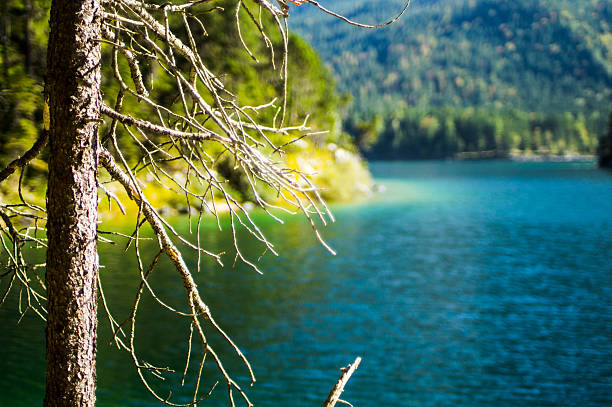 Natur-Baum vor einem See – Foto