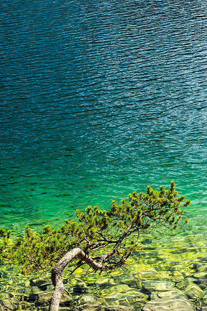 Natur-Kiefer mit klarem Wasser, See, Meer – Foto