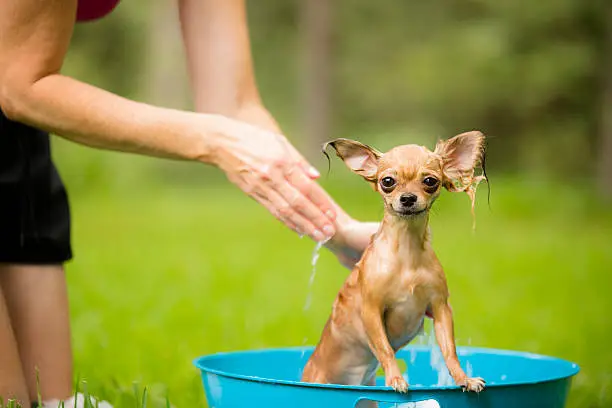 Photo of Pets: Cute Chihuahua dog gets a bath. Backyard. Summer.