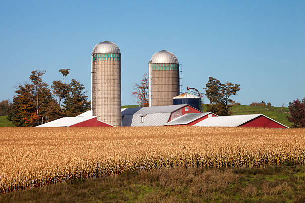 istock Red Barn, Field of Golden Ripe Corn, Autumn 515453741
