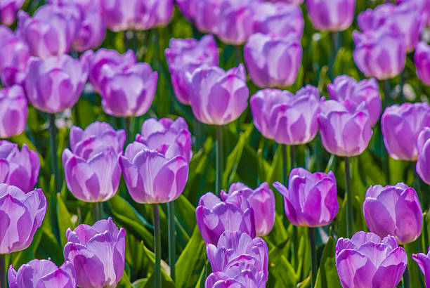 istock plenty of light lilac tulips in spring 515454283