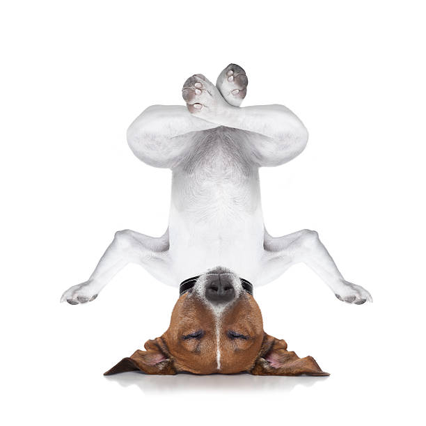 chien de yoga - inversion yoga photos et images de collection