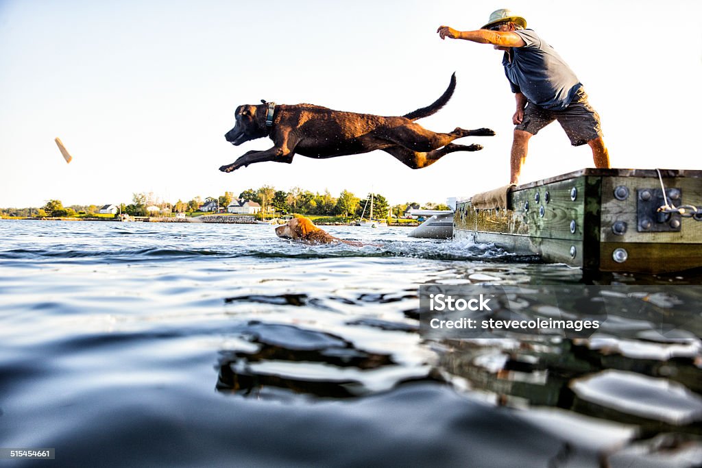 Dog Jumping A pet owner throws a stick in the lake & his dog jumps in. Dog Stock Photo