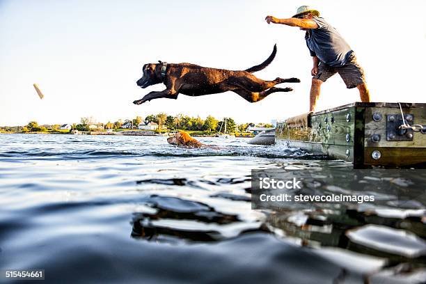 Dog Jumping Stock Photo - Download Image Now - Dog, Water, Jumping