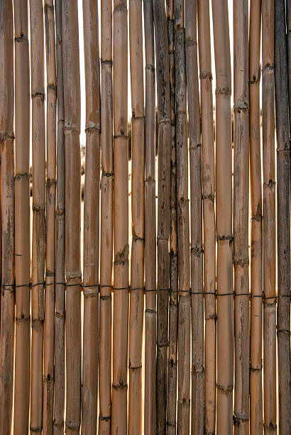 istock texture of yellow reeds dry as a barrier 515455423