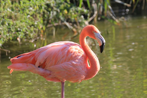 Beautiful pink flamingo in green water