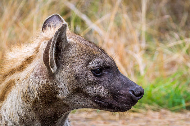 istock Spotted hyaena in Kruger National park 515469492