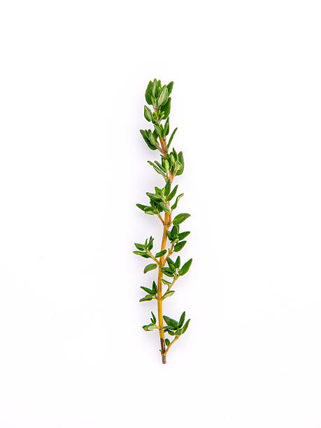 istock Branch of fresh thyme for seasoning concept isolated 515472452