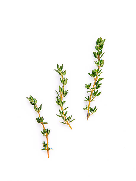 istock Branch of fresh thyme for seasoning concept isolated 515472468