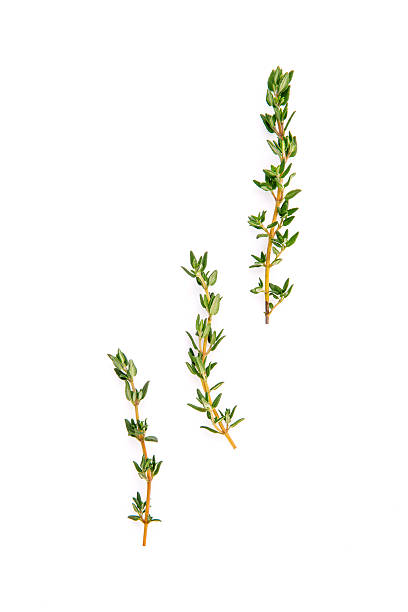 istock Branch of fresh thyme for seasoning concept isolated 515472490