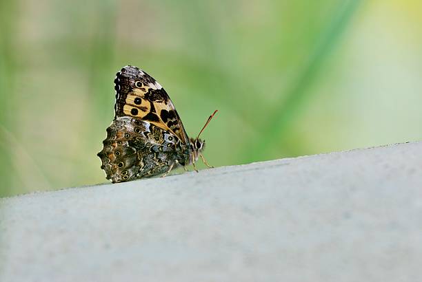 istock Taiwan macular shade butterfly 515473004