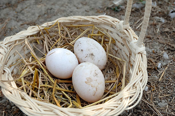 istock Muscovy duck eggs in the basket 515473170
