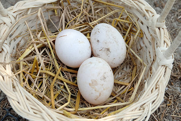 istock Muscovy duck eggs in the basket 515474302
