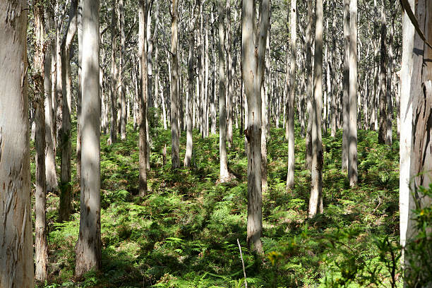 Boranup Karri Forest, Karridale stock photo