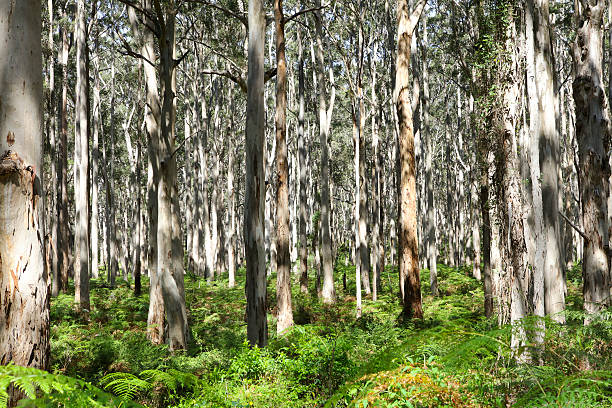istock Boranup Karri Forest, Karridale 515475764