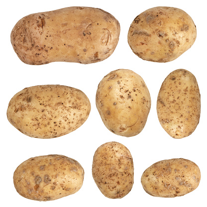 Studio shot of russet potato