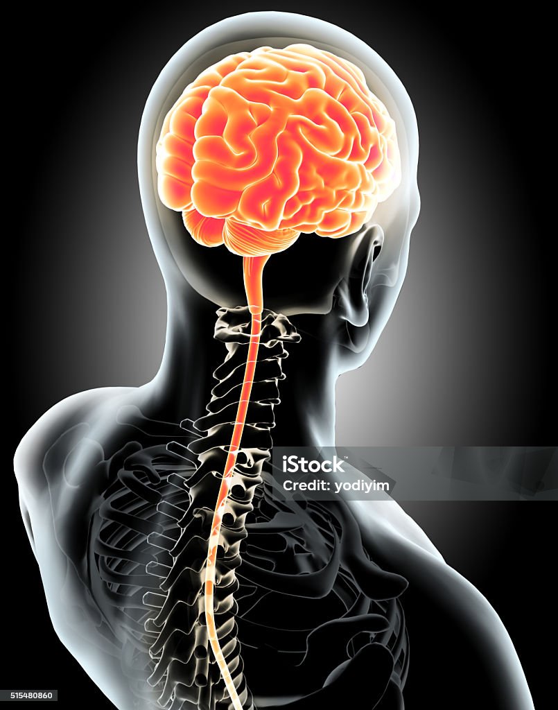 Interno humano orgánicos-cerebro. - Foto de stock de Célula nerviosa libre de derechos