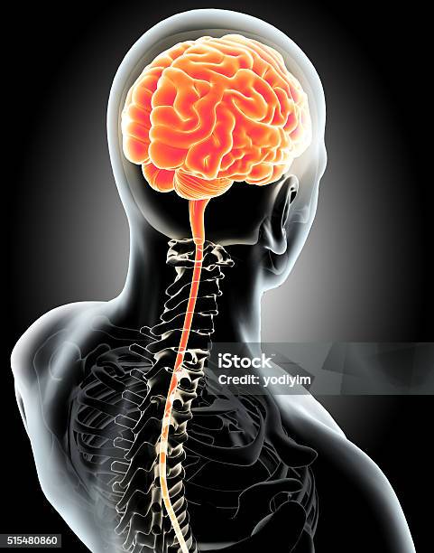 Interno Humano Orgánicoscerebro Foto de stock y más banco de imágenes de Célula nerviosa - Célula nerviosa, Dolor de Cabeza, Sistema nervioso humano