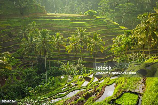 Beautiful Rice Terraces Ubud Bali Indonesia Stock Photo - Download Image Now - Bali, Ubud, Indonesia