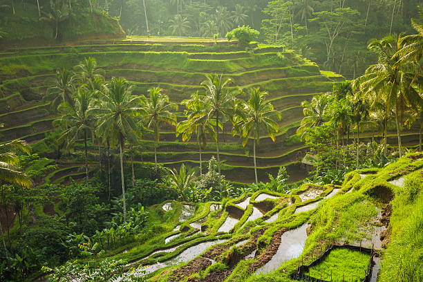 красивые рисовых террас, убуд, бали, индонезия - бали стоковые фото и изображения