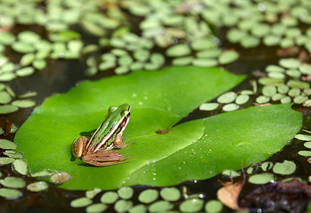 rana en agua lirio - frog lily pond water fotografías e imágenes de stock