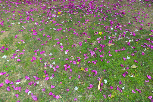 Pink flower petals lying on grass in a garden