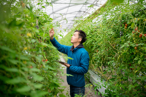 Man with a digital tablet in a greenhouse conducting research. Okayama, Japan. March 2016