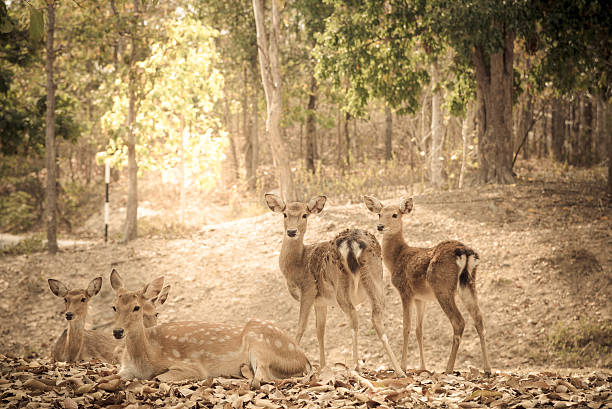 のグループ眉毛 鹿角 鹿の公共の動物園 - brow antlered deer ストックフォトと画像