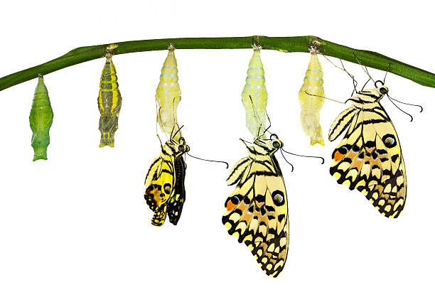 istock Isolated transformation of Lime Butterfly 515482848